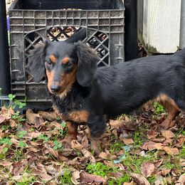 Maggie - Dachshund