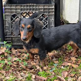 Maggie - Dachshund