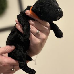 Goldendoodle and Poodle Puppies from Southern Stroll Poodles & Doodles