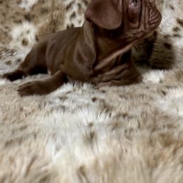 French Bulldog Puppies from The French Bulldog Company LLC