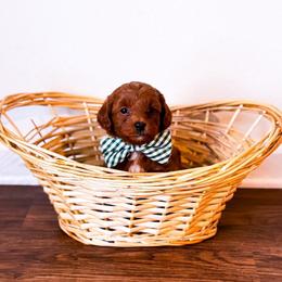 Nathan - Red  male Goldendoodle puppy in Kissimmee, Florida from Poodle Doodle Kennels