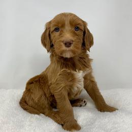 Maylene - Red  female Goldendoodle puppy in Calhoun, Georgia from FamilyLoved Doodles