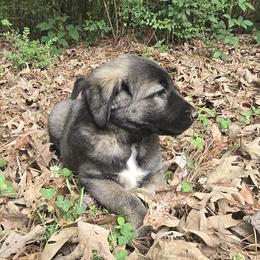Girl 5- Lavender - Fawn female Anatolian Shepherd Dog puppy in La Grange, Georgia from Florida Anatolian Shepherds