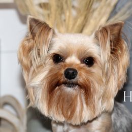 Dallie - Yorkshire Terrier