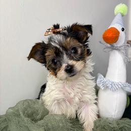 Pepper - Parti female Yorkshire Terrier puppy in Illinois from Pretty Little Yorkies