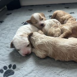 Cavapoo puppies from Padgetts Hill Puppies