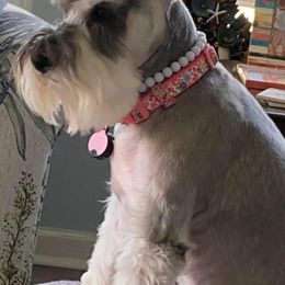 Miniature Schnauzer Puppies from Pierhaus Minature Schnauzers