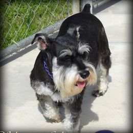MYSTERY - Miniature Schnauzer
