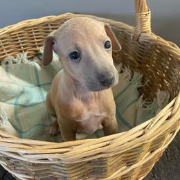 Vincenzo - Blue fawn male Italian Greyhound puppy in Lancaster, Missouri from White Stone Ranch