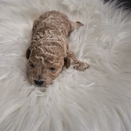 Bella - Apricot female Poodle puppy in Chandler, Arizona from Fabi Poodle