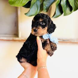 Caspian - Petite - Phantom male Goldendoodle puppy in Elizabethtown, Kentucky from Reddy Poodles & Doodles