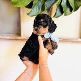 Caspian - Petite - Phantom male Goldendoodle puppy in Elizabethtown, Kentucky from Reddy Poodles & Doodles