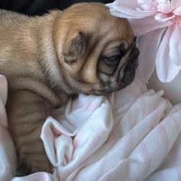 French Bulldog Puppies from MadCity Frenchies