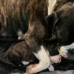 Boxer Puppies from Von Royal Dell’Infinite