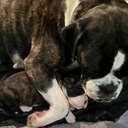 Boxer Puppies from Von Royal Dell’Infinite