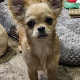 Nellie - Fawn female Chihuahua puppy in Joliet, Illinois from Chihuahua and frenchie favs