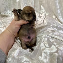 Shaded cream male - Cream male Dachshund puppy in Centralia, Washington from FairyTail Dachshunds