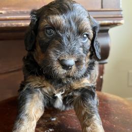 Muffin - Tri-color female Bernedoodle puppy in Superior, Arizona from Mountain Bridge Doodles