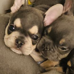 French Bulldogs from Peach Pit Frenchies