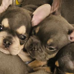 French Bulldogs from Peach Pit Frenchies