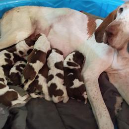 Girl A - White and chestnut female Bracco Italiano puppy in Albion, Michigan from Bracco Dynasty