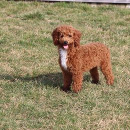 Mozelle - Red  Goldendoodle puppy in Etna Green, Indiana from PawPrint Companions