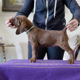 Light Blue - Red male Redbone Coonhound puppy in Shreveport, Louisiana from BAFERD Kennels