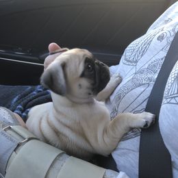 Bulldog, French Bulldog, and Pug Puppies from Royal destiny kennels