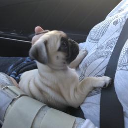 Bulldog, French Bulldog, and Pug Puppies from Royal destiny kennels
