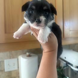 Nova - Black and tan female Pembroke Welsh Corgi puppy in Red Bluff, California from Wilder Ranch Corgis