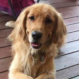 Marlee - Golden Retriever