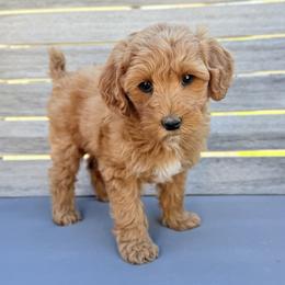 Cassiopeia (gold collar) - Apricot female Goldendoodle puppy in Twin Falls, Idaho from Magic Valley Family Doodles