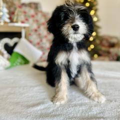 Sage - female Golden Mountain Doodle puppy in Twin Falls, Idaho from Burrow & Bone