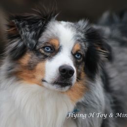 Sy - Miniature Australian Shepherd