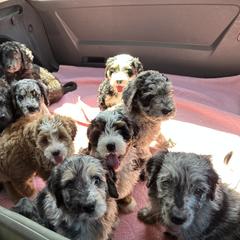 Bernedoodle and Saint Berdoodle Puppies from Myt fine doodles