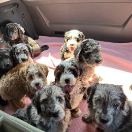 Bernedoodle and Saint Berdoodle Puppies from Myt fine doodles