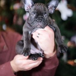 French Bulldog Puppies from Snuggle Buddy French Bulldogs