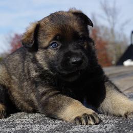 Denzy - Sable male German Shepherd puppy in Muldrow, Oklahoma from Reizarf Kennels