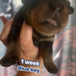 Navy blue - Black and rust male Rottweiler puppy in Mancelona, Michigan from Nicolle Stone