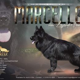 Marcello - German Shepherd