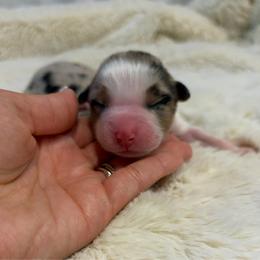 Hallie - Blue merle female Australian Shepherd puppy in Jacksonville, Florida from Autumn's Aussies