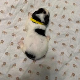 Yellow - Black white and brown male Basset Hound puppy in Columbia, South Carolina from Pawmetto Hounds