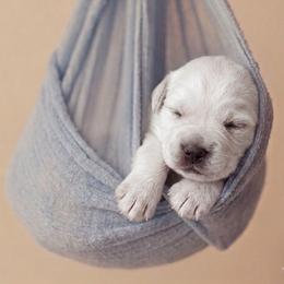 Cutie - Cream male Goldendoodle puppy in Clifton, Arizona from Denim & Doodles