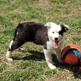 Border Collie Puppies from Bond Border Collies