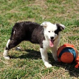 Border Collie Puppies from Bond Border Collies