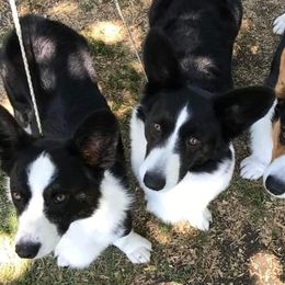 German Shorthaired Pointers from Oakcreek