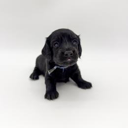 Clover (solid black) - Black male Dachshund puppy in Waddell, Arizona from Neu Doxies