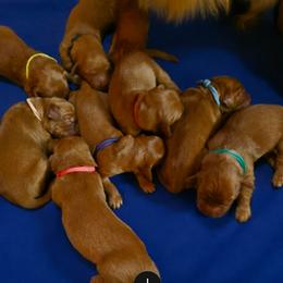 Boy1 - Dark golden male Golden Retriever puppy in Stevens Point, Wisconsin from Dogs of Dewey Acres