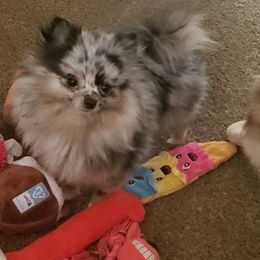 Pomeranians from My Image Poms