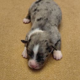 Ariel - Blue merle female Miniature American Shepherd puppy in San Benito, Texas from Vaquera's Miniature American Shepherds